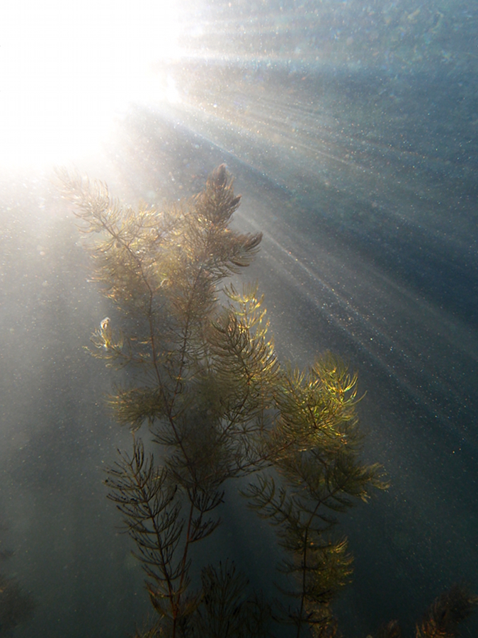 Extremes Gegenlicht