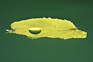 Blatt mit Luftblase