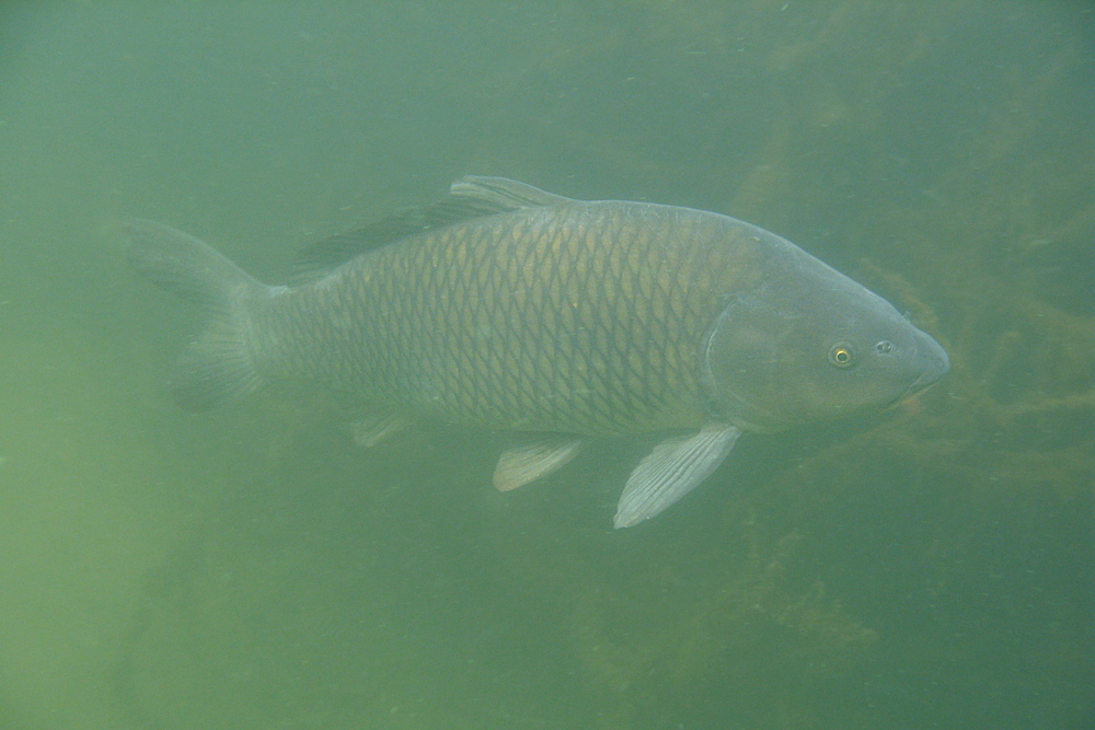 Karpfen