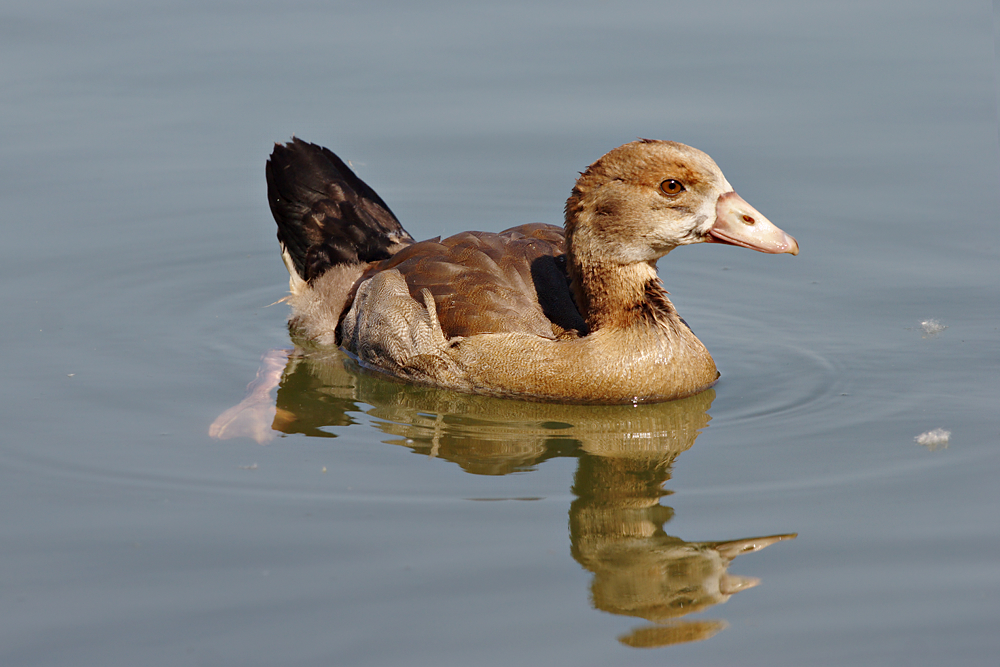 Nilgans