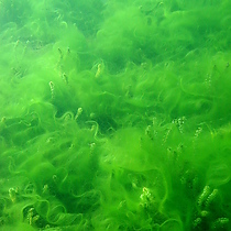 Algen überwuchern Wasserpest