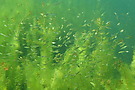 Fischschwarm