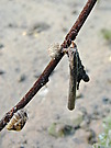 Köcherfliegenlarve