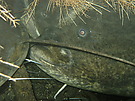 Mundkontakt