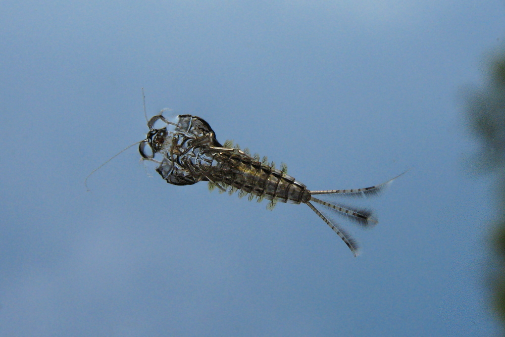 Larvenhülle