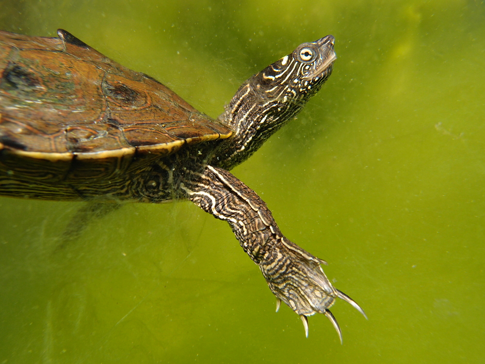 Falsche Landkarten-Höckerschildkröte