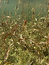 Laichkraut-Impression