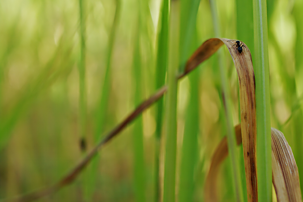 Ameise im Gras