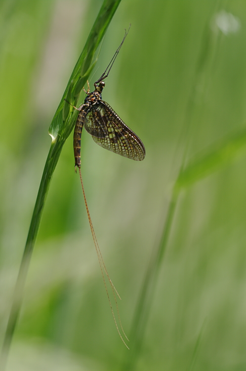 Eintagsfliege