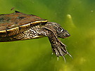 Falsche Landkarten-Höckerschildkröte