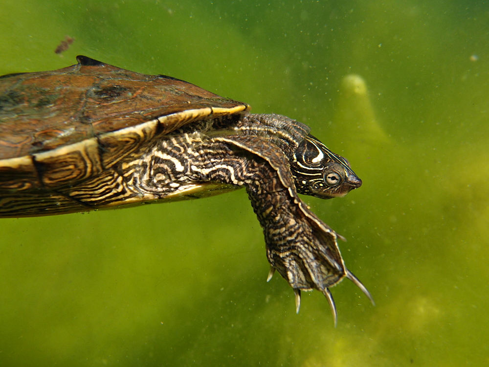 Falsche Landkarten-Höckerschildkröte