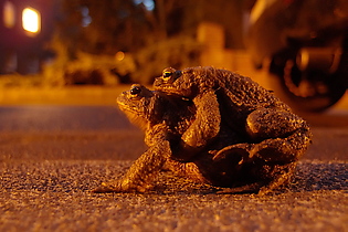 Straßenkröten
