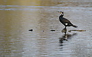 Kormoran
