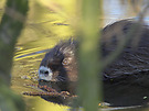 Nutria