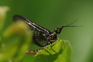 Eintagsfliege