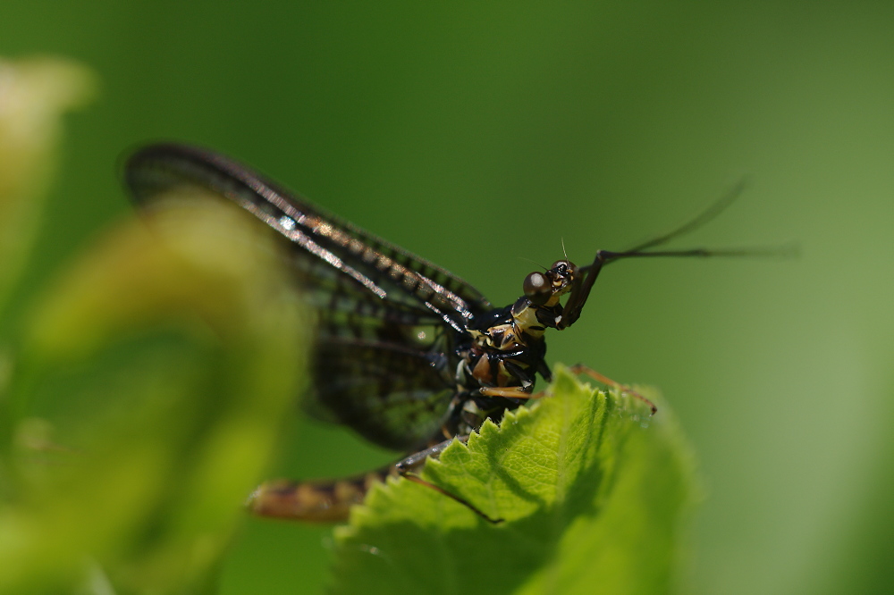 Eintagsfliege