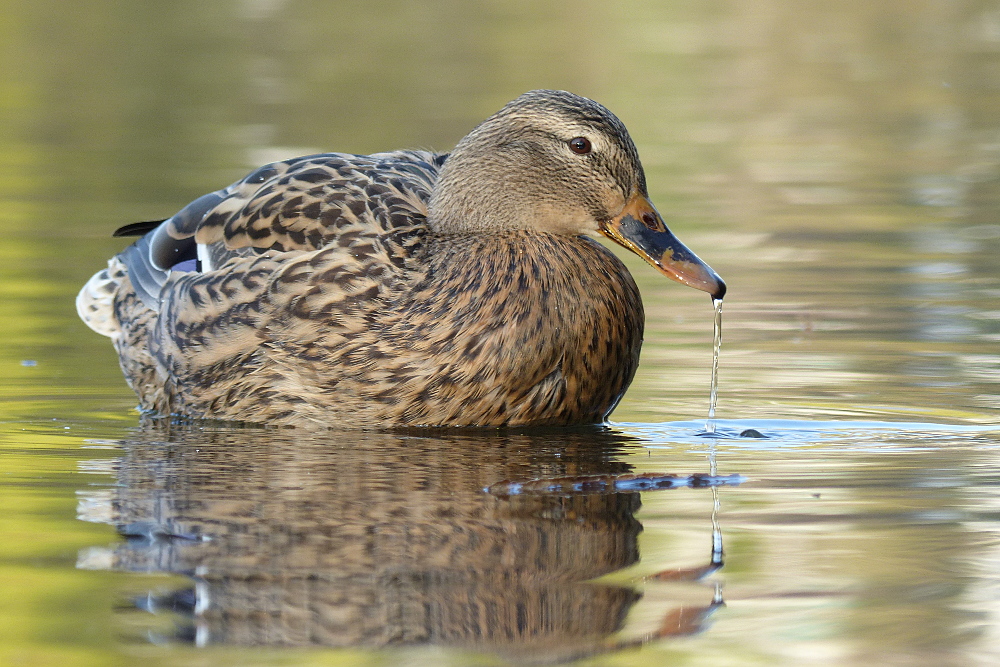 Stockente