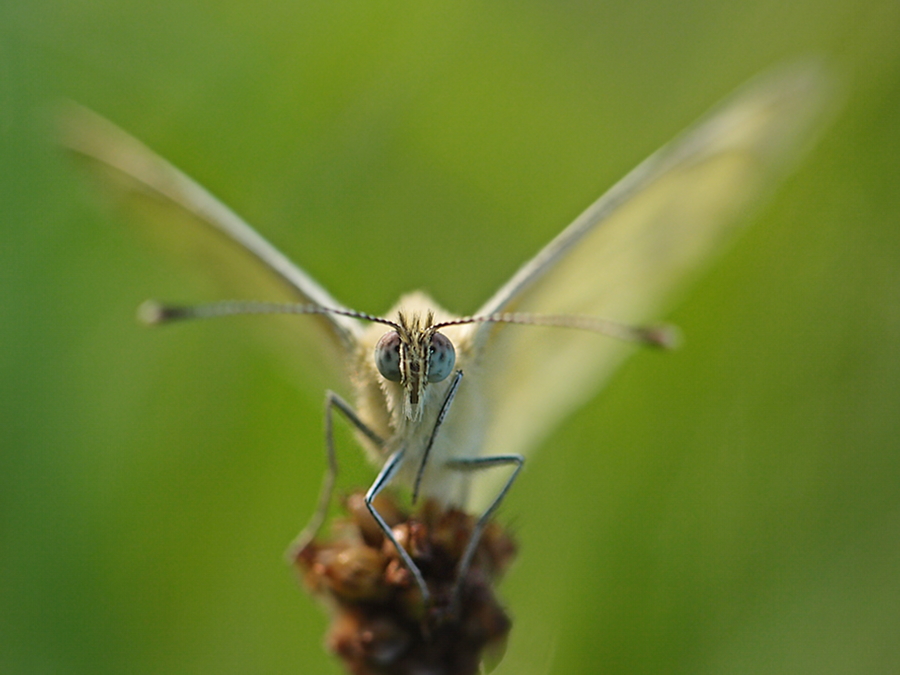 Frontal