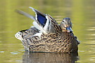 Stockente