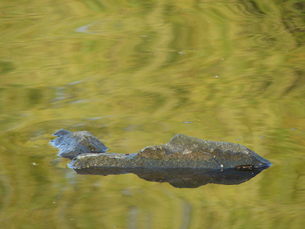 Stein im Wasser