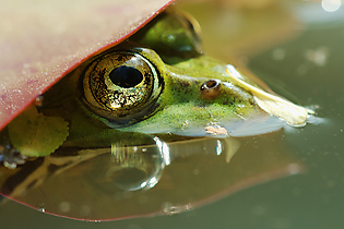 Kleiner Wasserfrosch / Teichfrosch unter Seerosenblatt