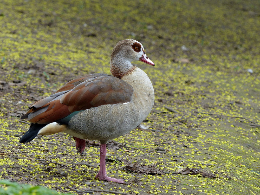 Nilgans