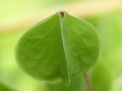 Waldsauerklee