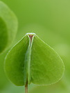 Waldsauerklee