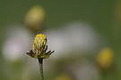 Gänseblümchen