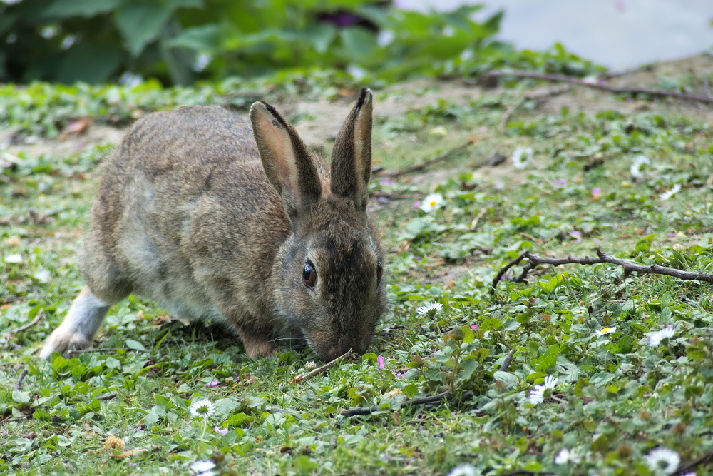 Kaninchen