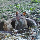 Wanderratte