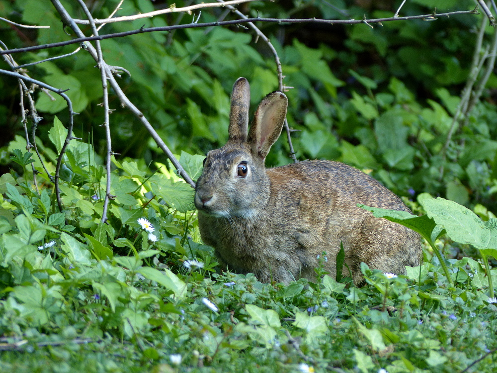 Kaninchen
