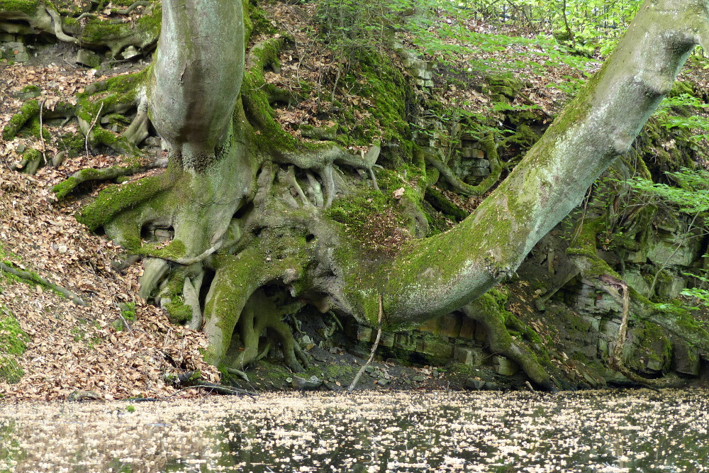 Alter Steinbruch
