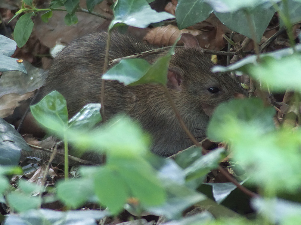 Wanderratte
