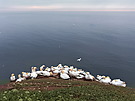 Vogelfelsen