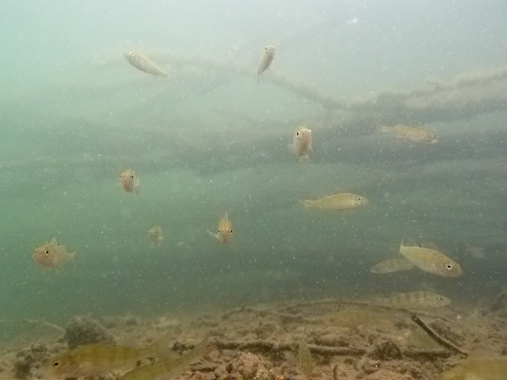 Flussbarsche