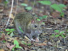 Wanderratte