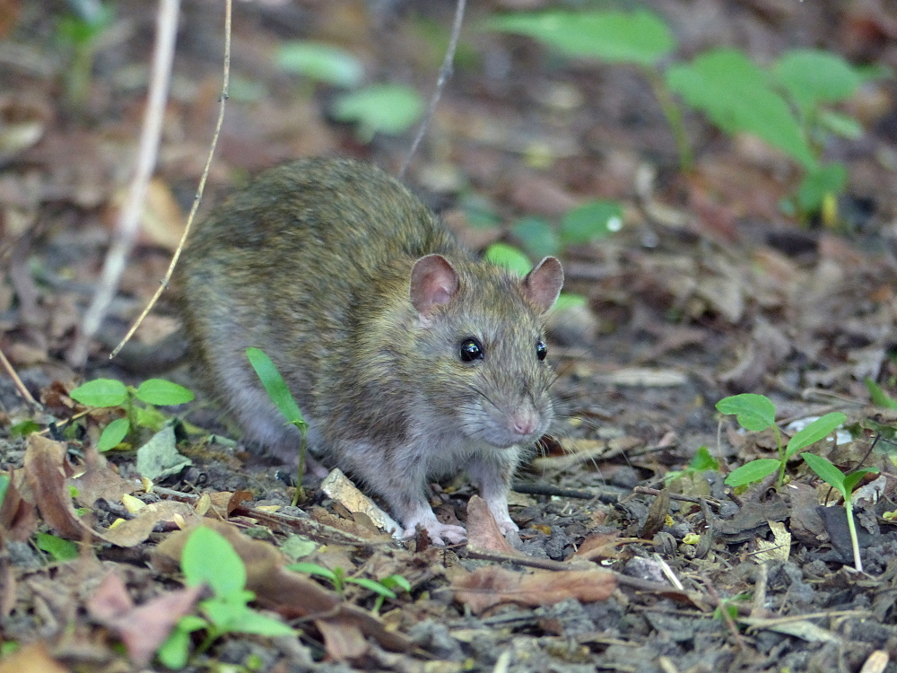 Wanderratte