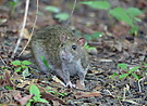 Wanderratte