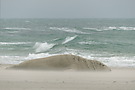 Kegelrobbe im Sandsturm