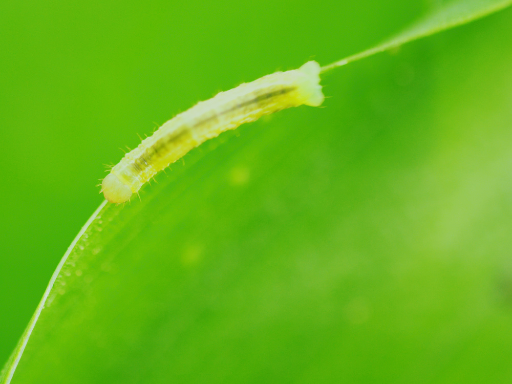Raupe