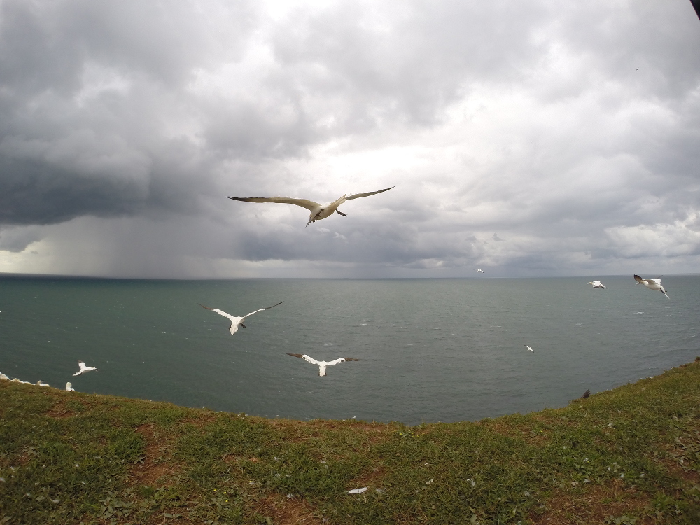 Basstölpel im Flug