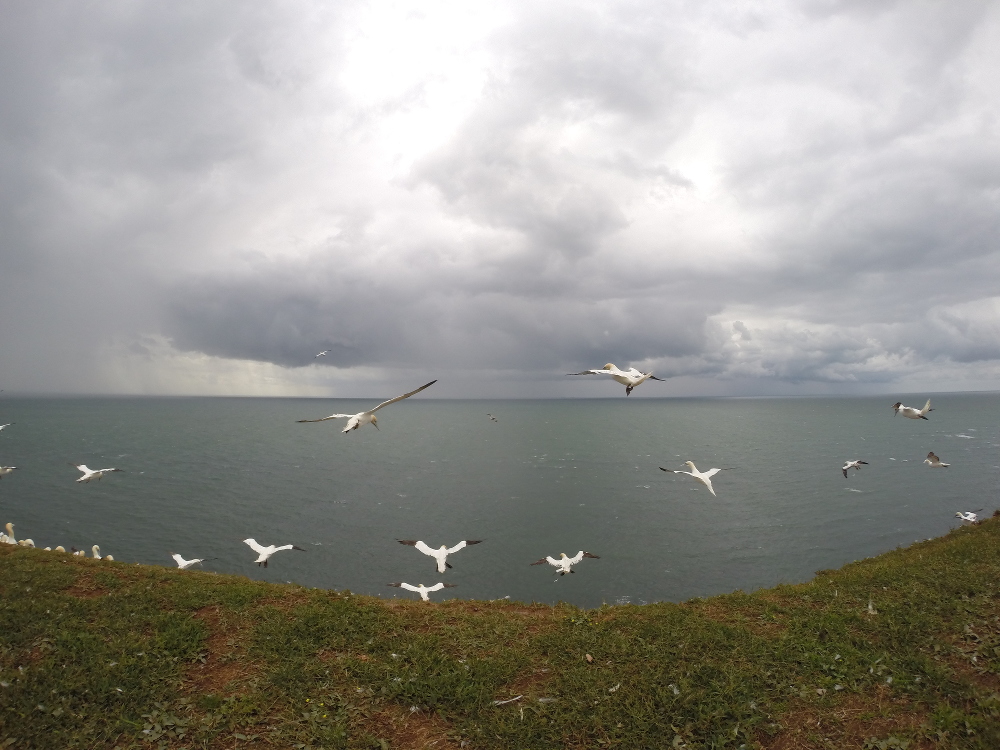 Basstölpel im Flug