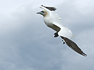 Basstölpel im Flug