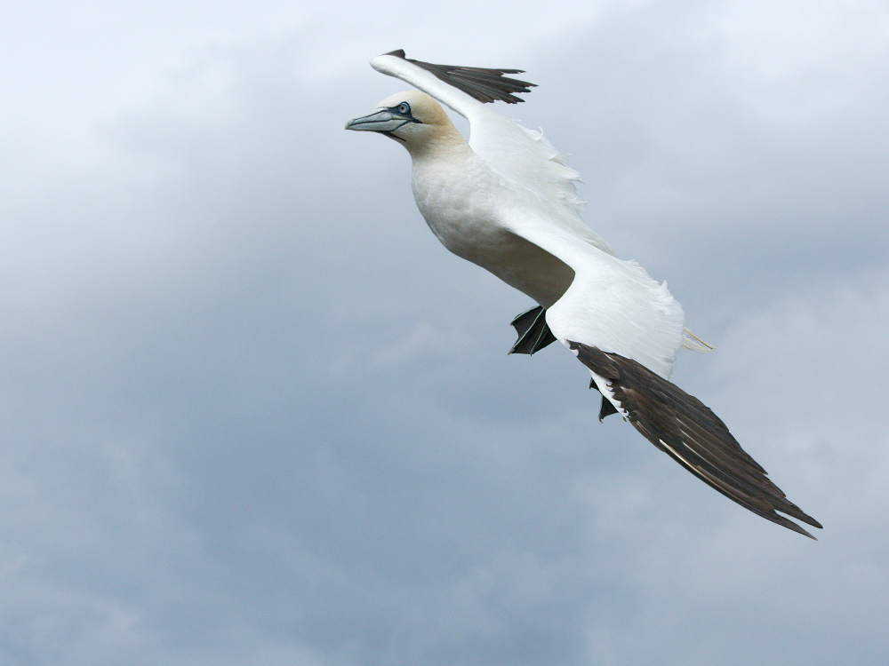 Basstölpel im Flug
