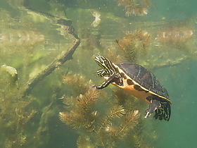 Florida-Rotbauch-Schmuckschildkröte