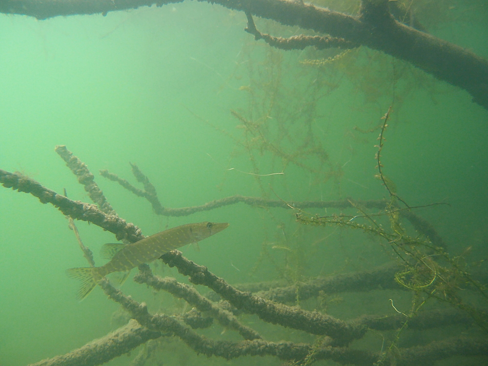 Esox Lucius Junior