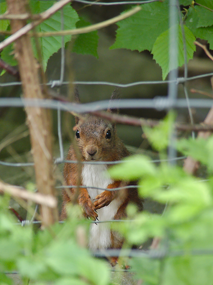 Hinter Gitter