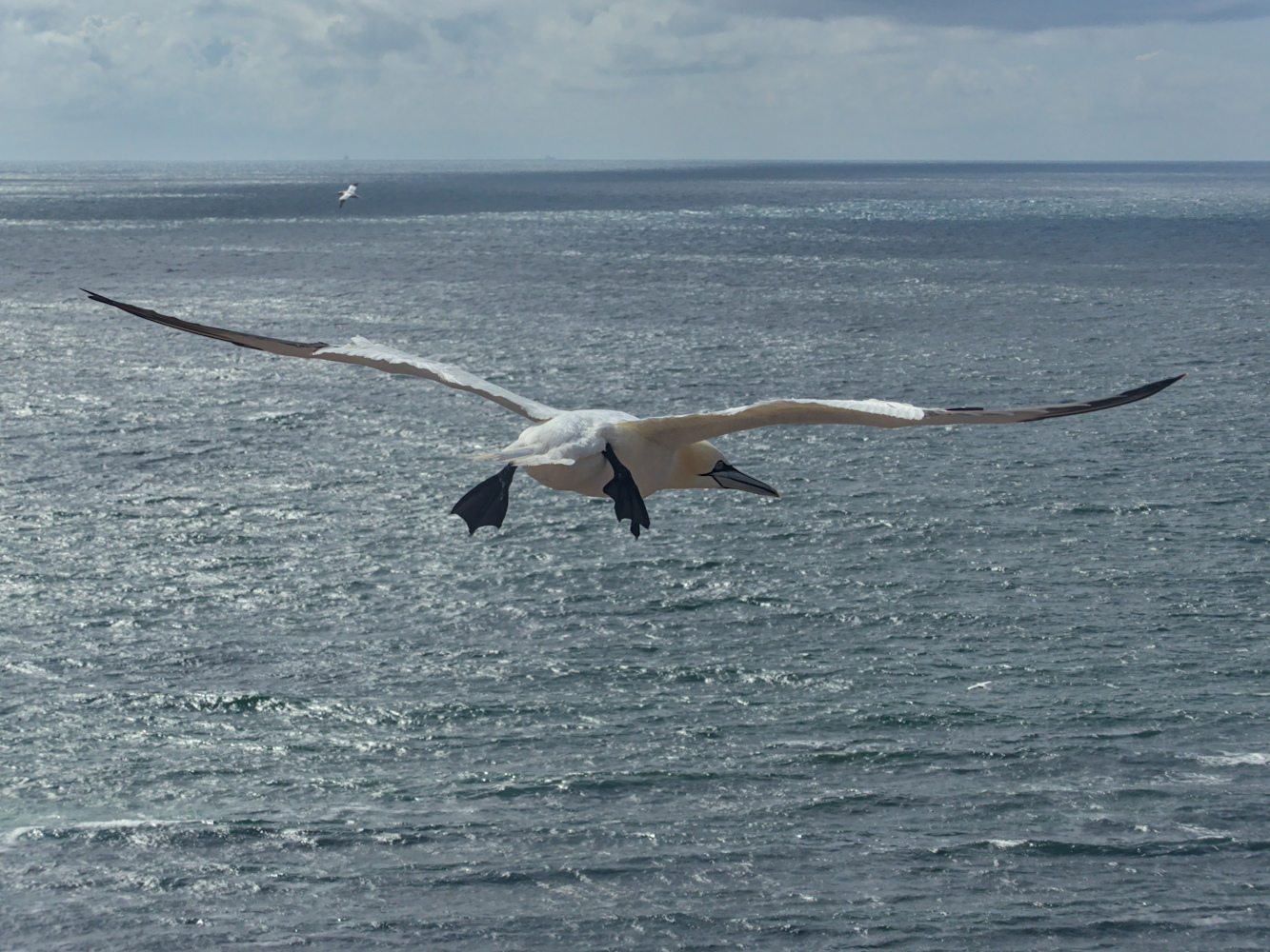 Basstölpel im Flug