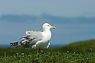 Silbermöwe